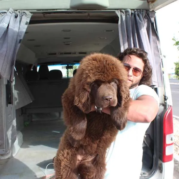 Newfoundland Oreo