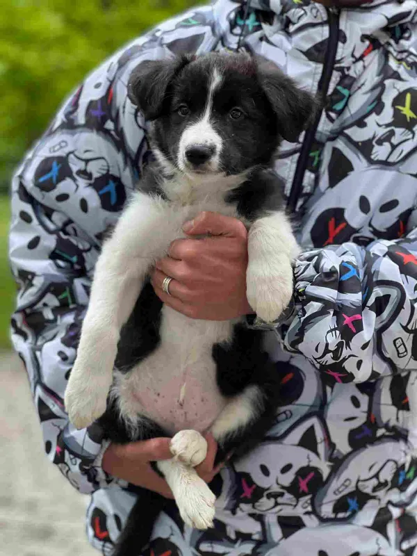 Meet Ranger