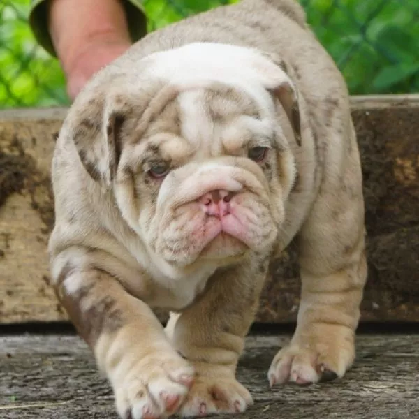 Meet Benny