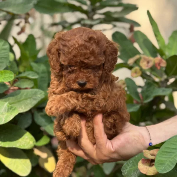 Poodle Dog Alfredo