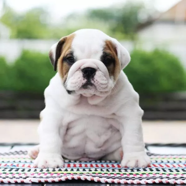 English Bulldog BEST