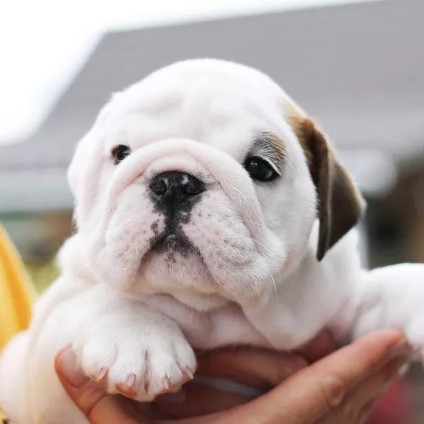 Meet BRUNO 
