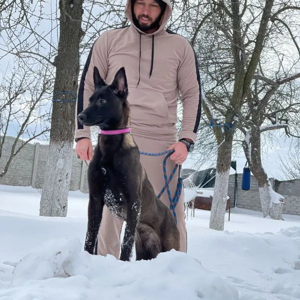 Belgian malinois Kobe