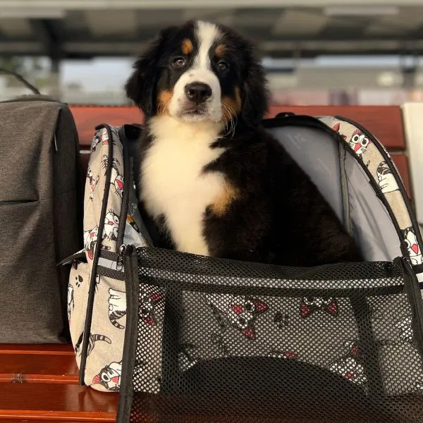 Meet Buddy