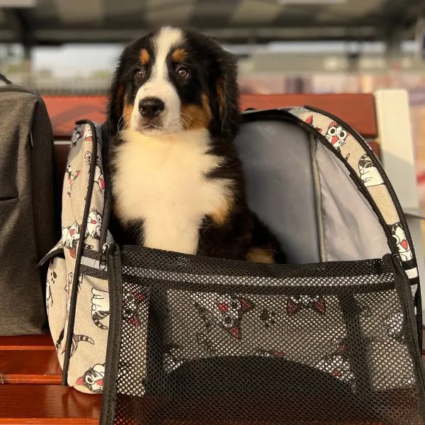 Bernese Mountain Buddy