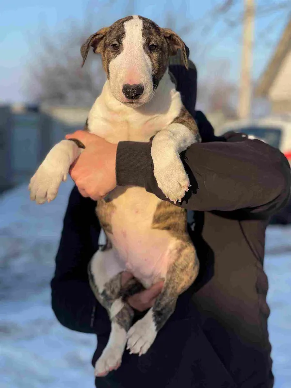 Meet Simba