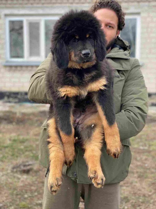 Tibetan Mastiff Jax
