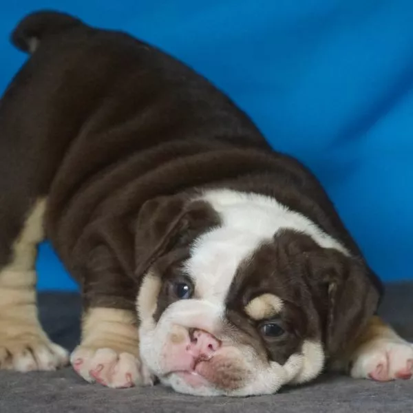 English Bulldog Bailey