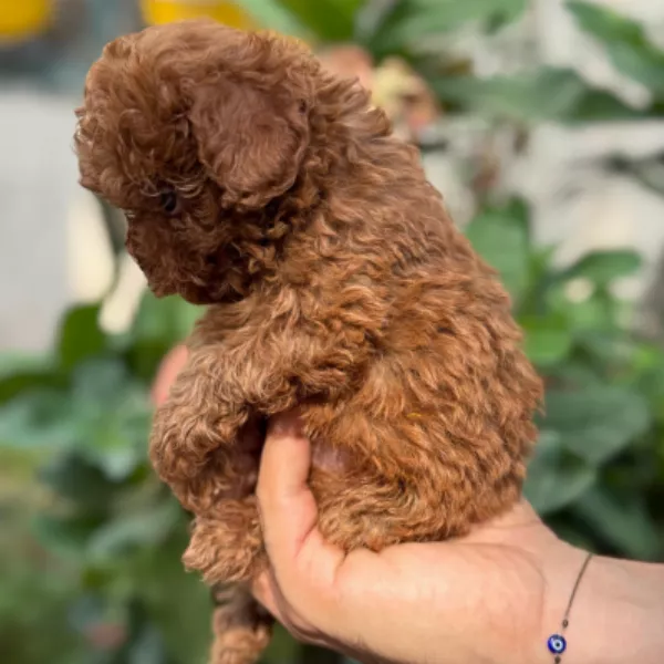 Poodle Dog Alfonso