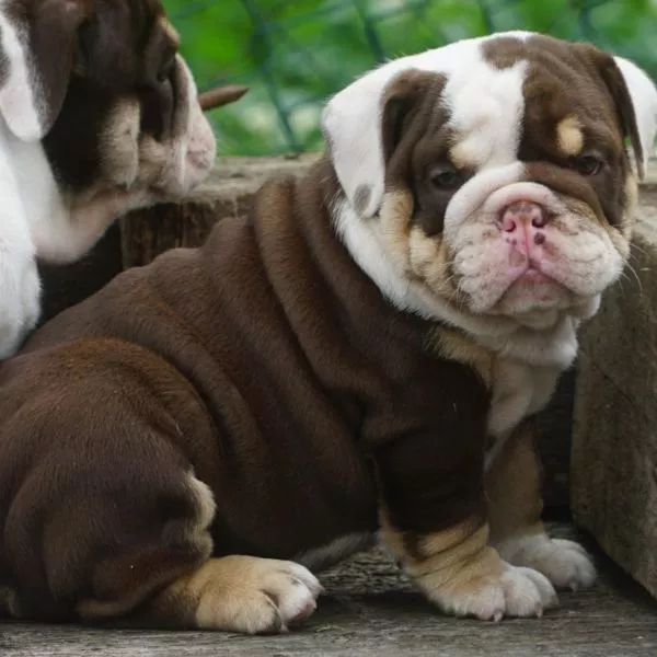 English Bulldog Blue