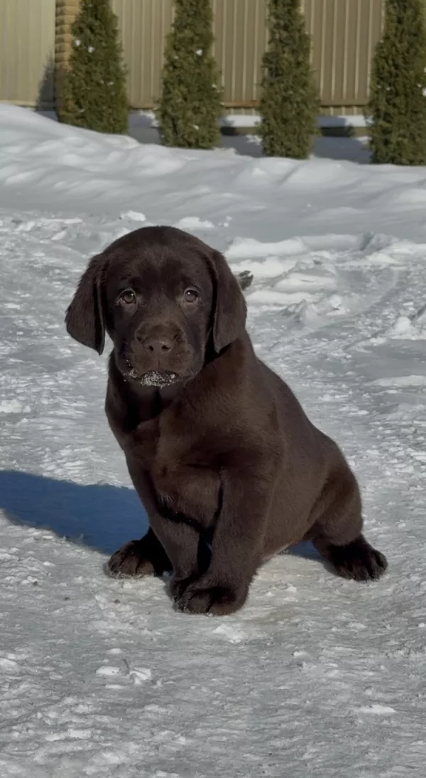 Labrador Retriever DOBBY