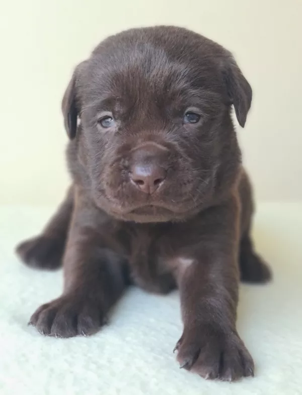 Labrador Retriever DOBBY