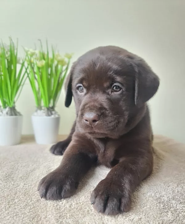 Labrador Retriever DOBBY