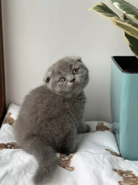 Scottish Fold Xenia