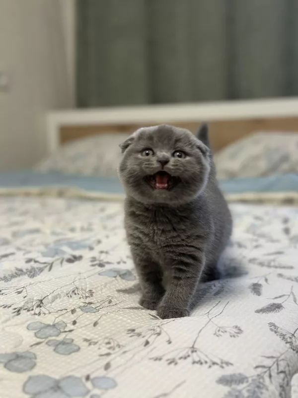 Scottish Fold Xenia