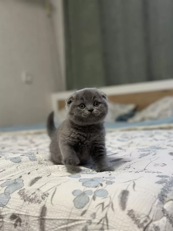 Scottish Fold Xenia