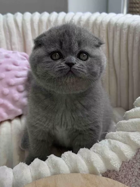 Scottish Fold Queen