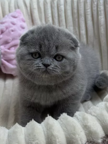 Scottish Fold Queen