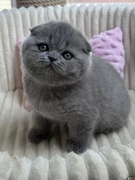 Scottish Fold Queen