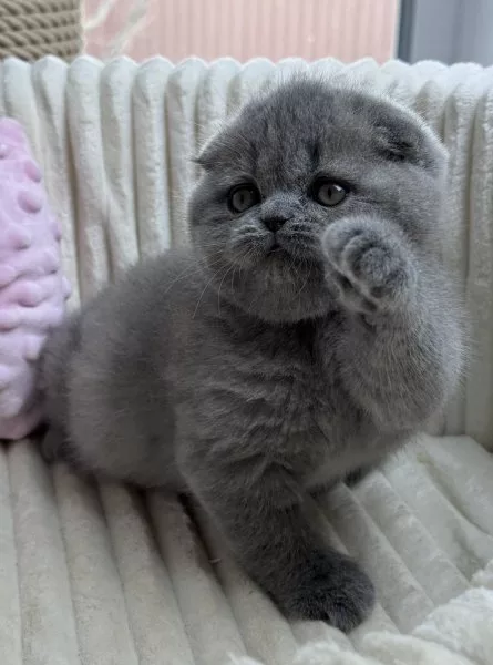 Scottish Fold Queen