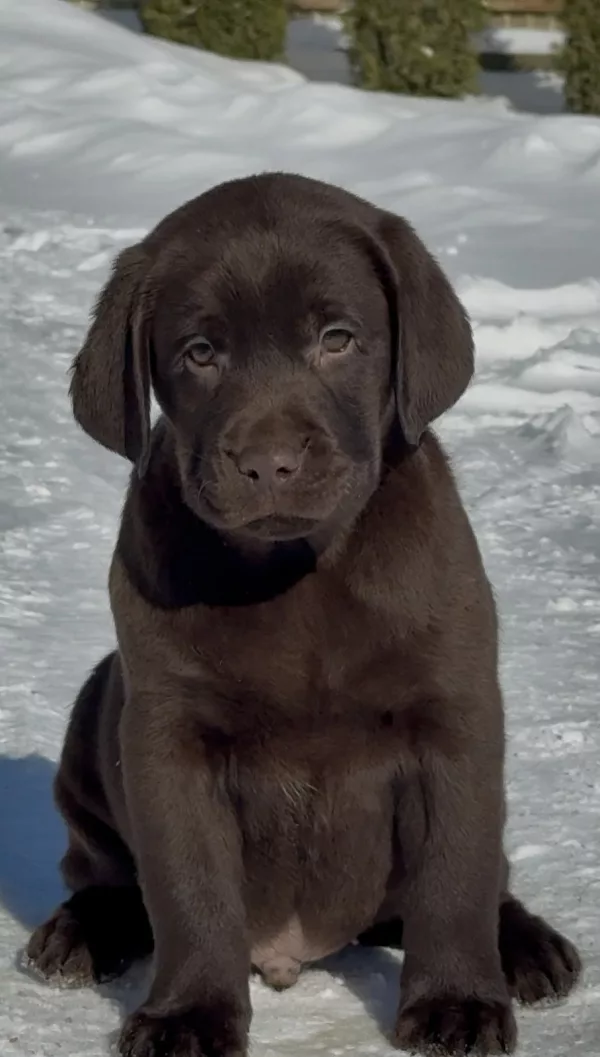 Labrador Retriever DOBBY