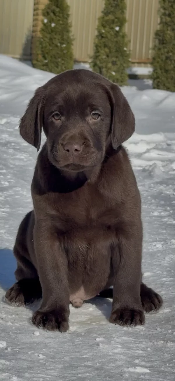 Labrador Retriever DOBBY