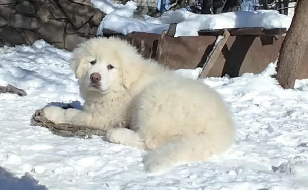 Caucasian Shepherd C