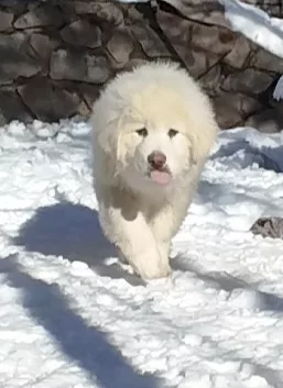 Caucasian Shepherd C