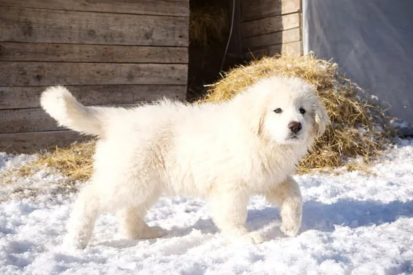 Caucasian Shepherd C