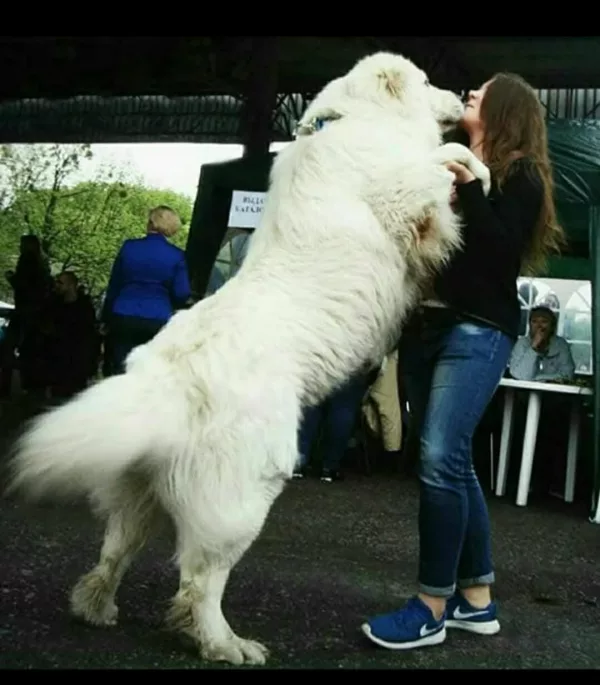 Caucasian Shepherd C