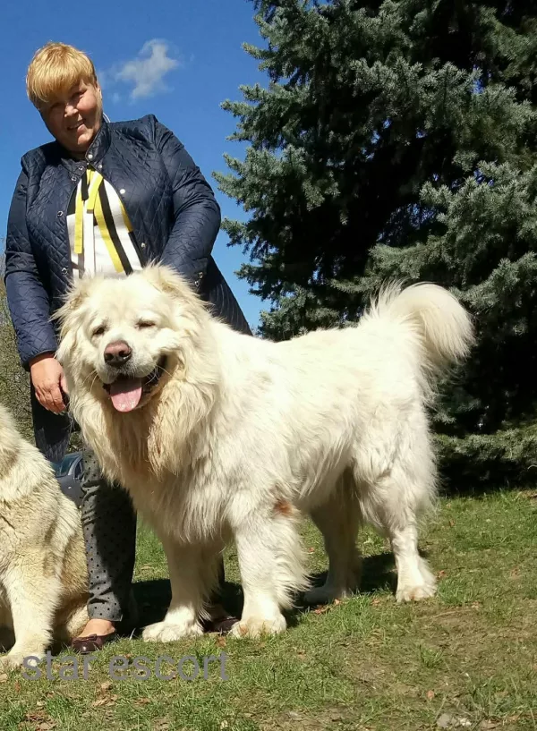 Caucasian Shepherd C