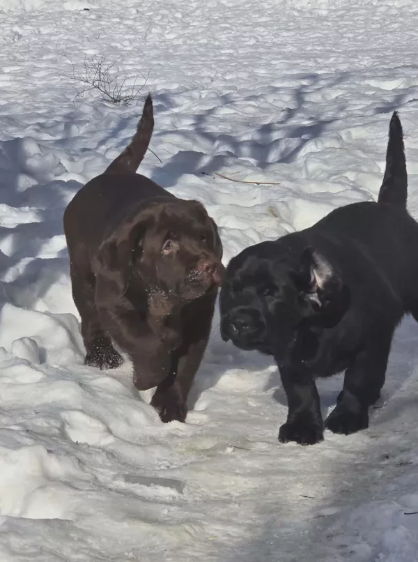 Labrador Retriever Element of Happiness