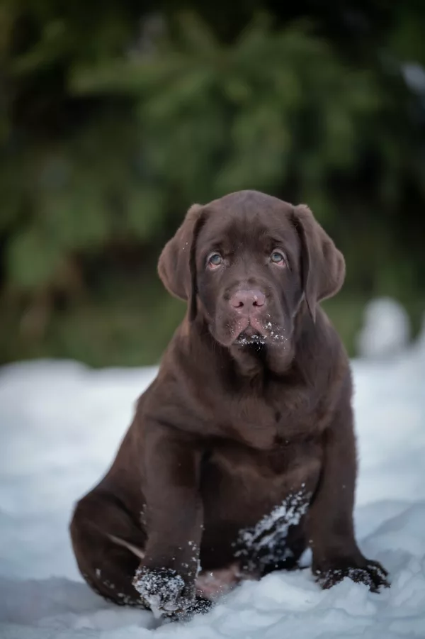 Labrador Retriever Element of Happiness