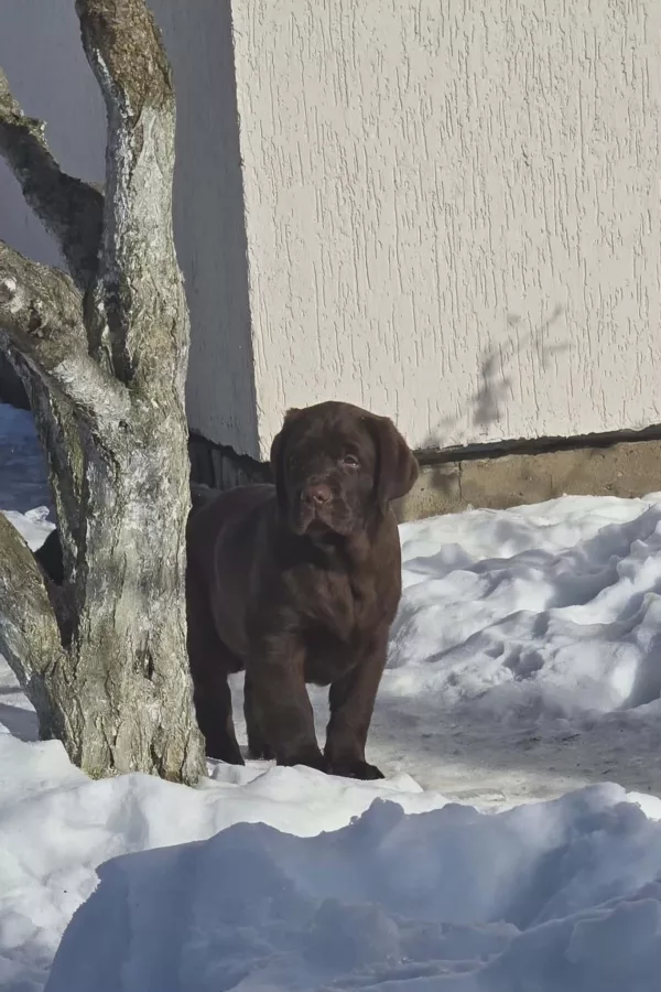 Labrador Retriever Element of Happiness
