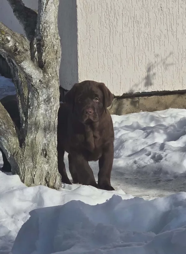 Labrador Retriever Element of Happiness