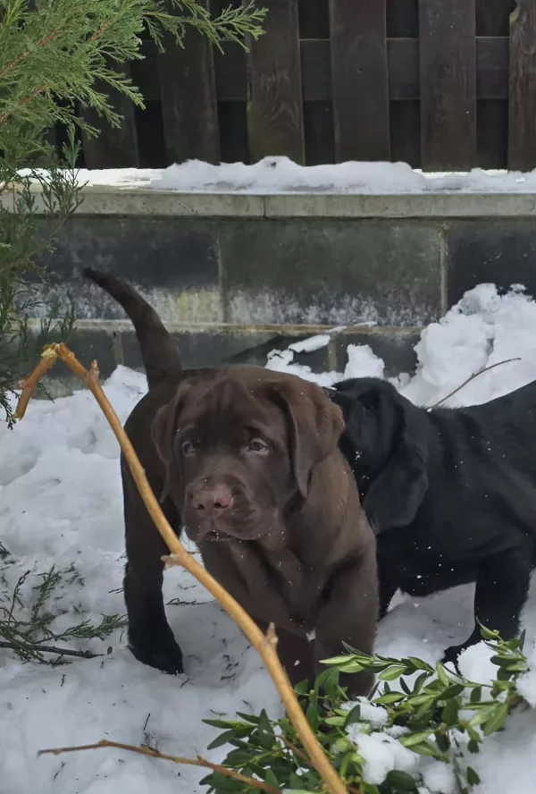 Labrador Retriever Element of Happiness
