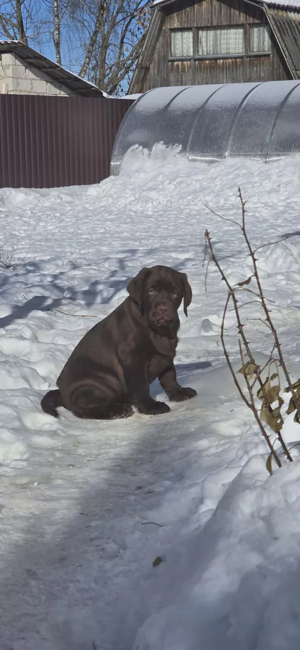 Labrador Retriever Element of Happiness