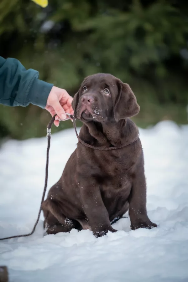 Labrador Retriever Element of Happiness