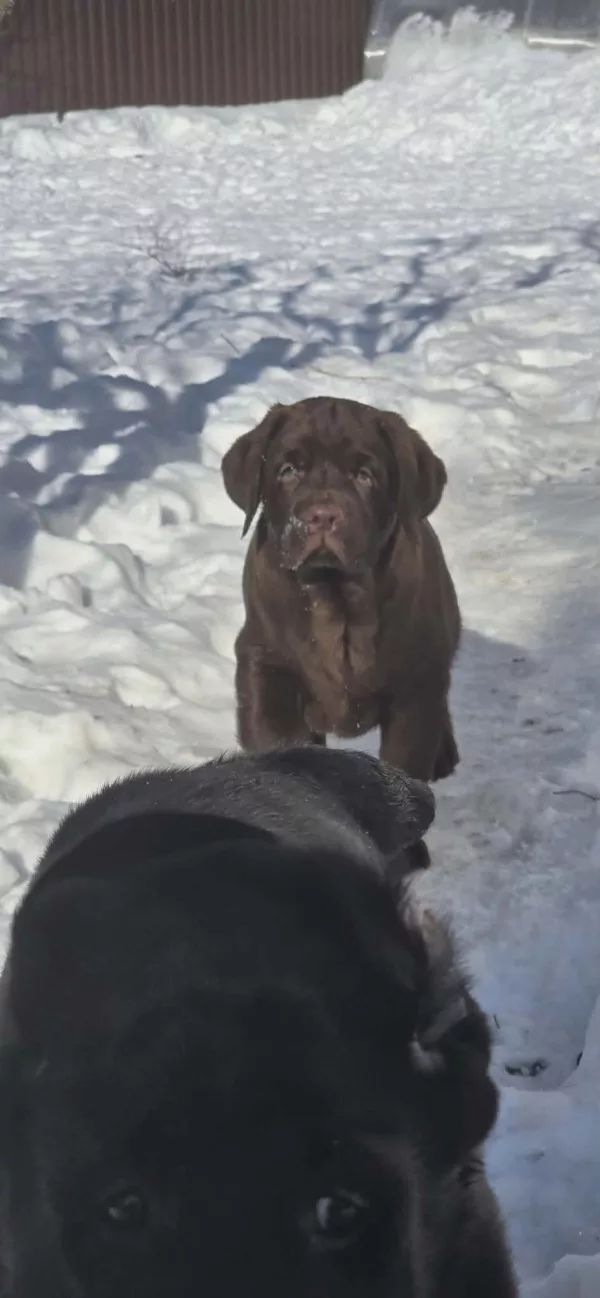 Labrador Retriever Element of Happiness