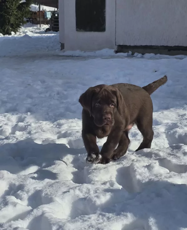 Labrador Retriever Element of Happiness