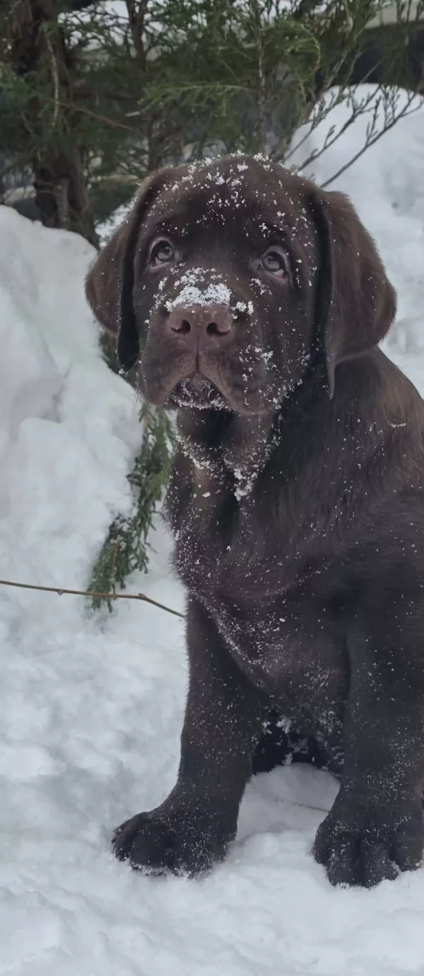 Labrador Retriever Element of Happiness
