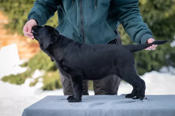 Labrador Retriever Era of Queens