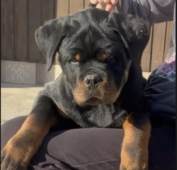 Rottweiler KANIN
