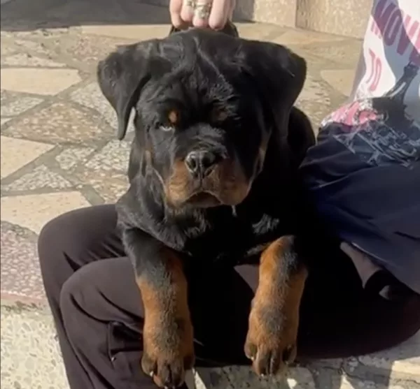 Rottweiler KANIN