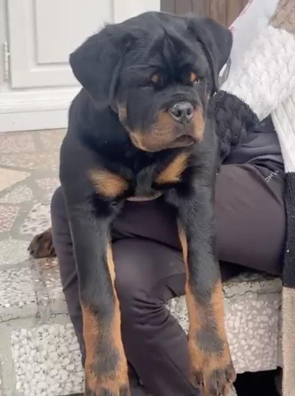 Rottweiler KANIN