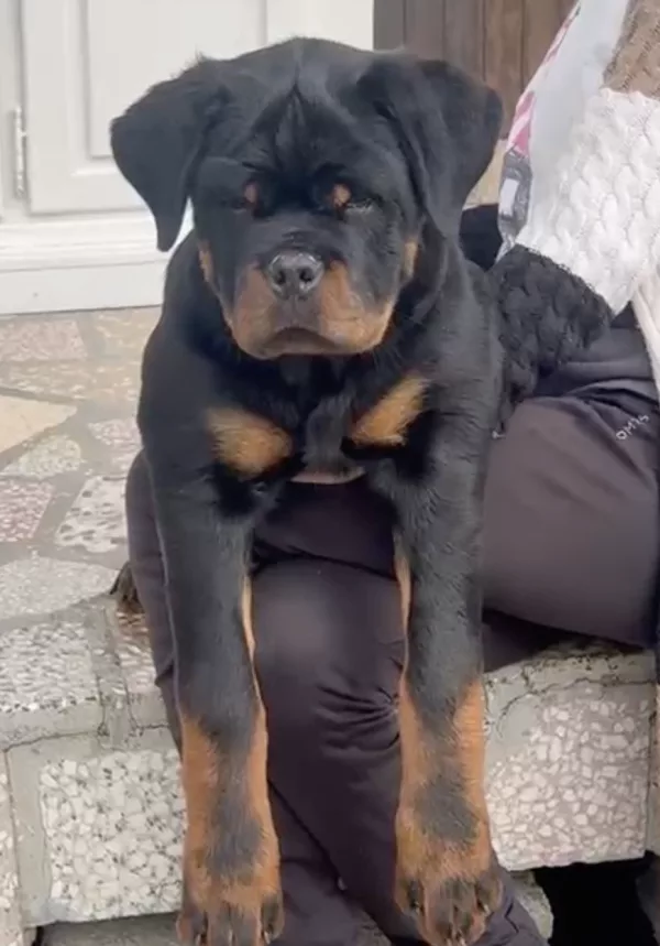 Rottweiler KANIN