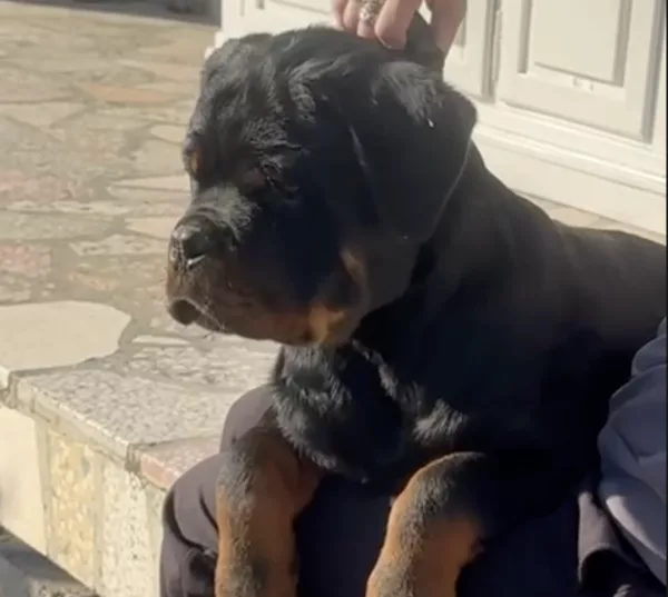Rottweiler KANIN