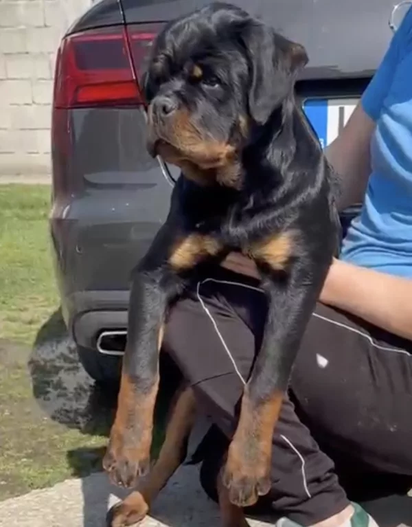 Rottweiler KANIN