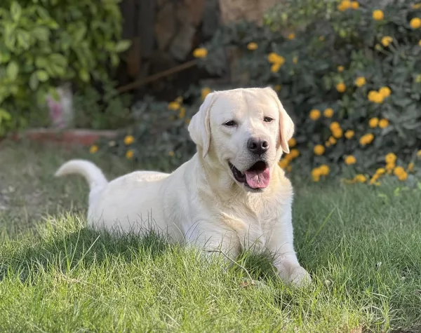 Labrador Retriever HECTOR