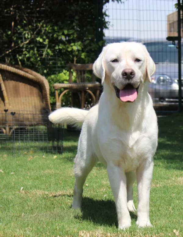 Labrador Retriever HECTOR
